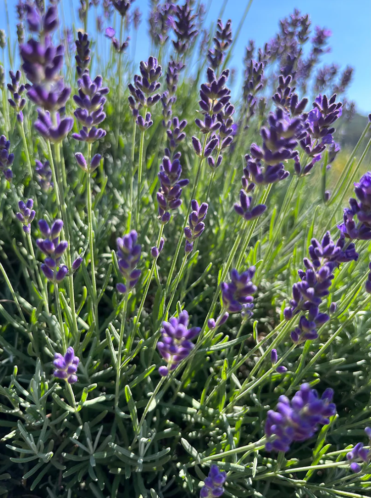 TOKYO KODO - LAVENDER ELYSIUM Incense
