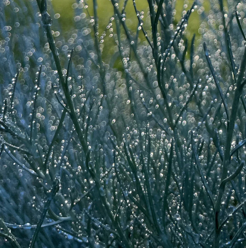 TOKYO KODO - Seasonal Series - Morning Dew Incense