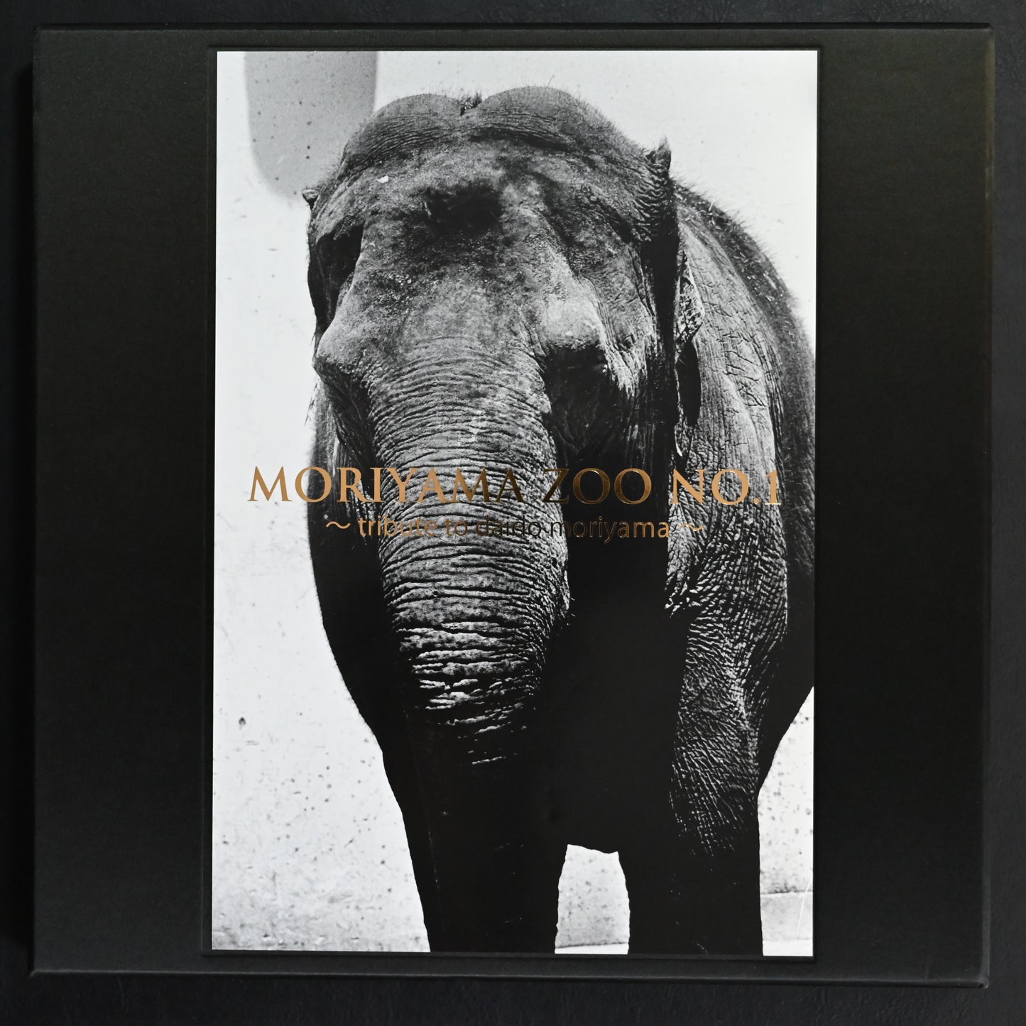 Moriyama Zoo No.1: Tribute to Daido Moriyama