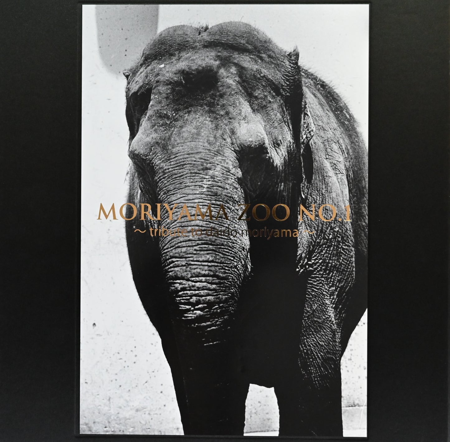 Moriyama Zoo No.1: Tribute to Daido Moriyama