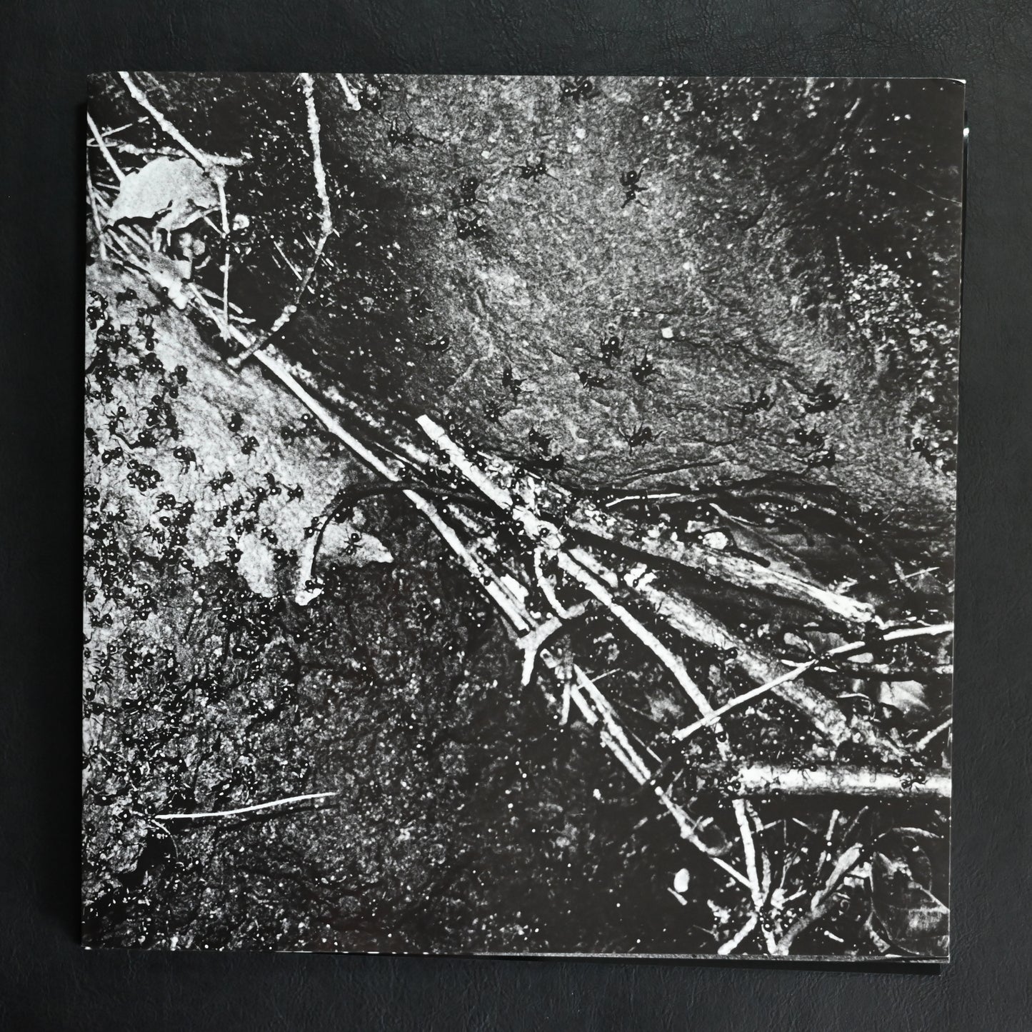 Moriyama Zoo No.1: Tribute to Daido Moriyama