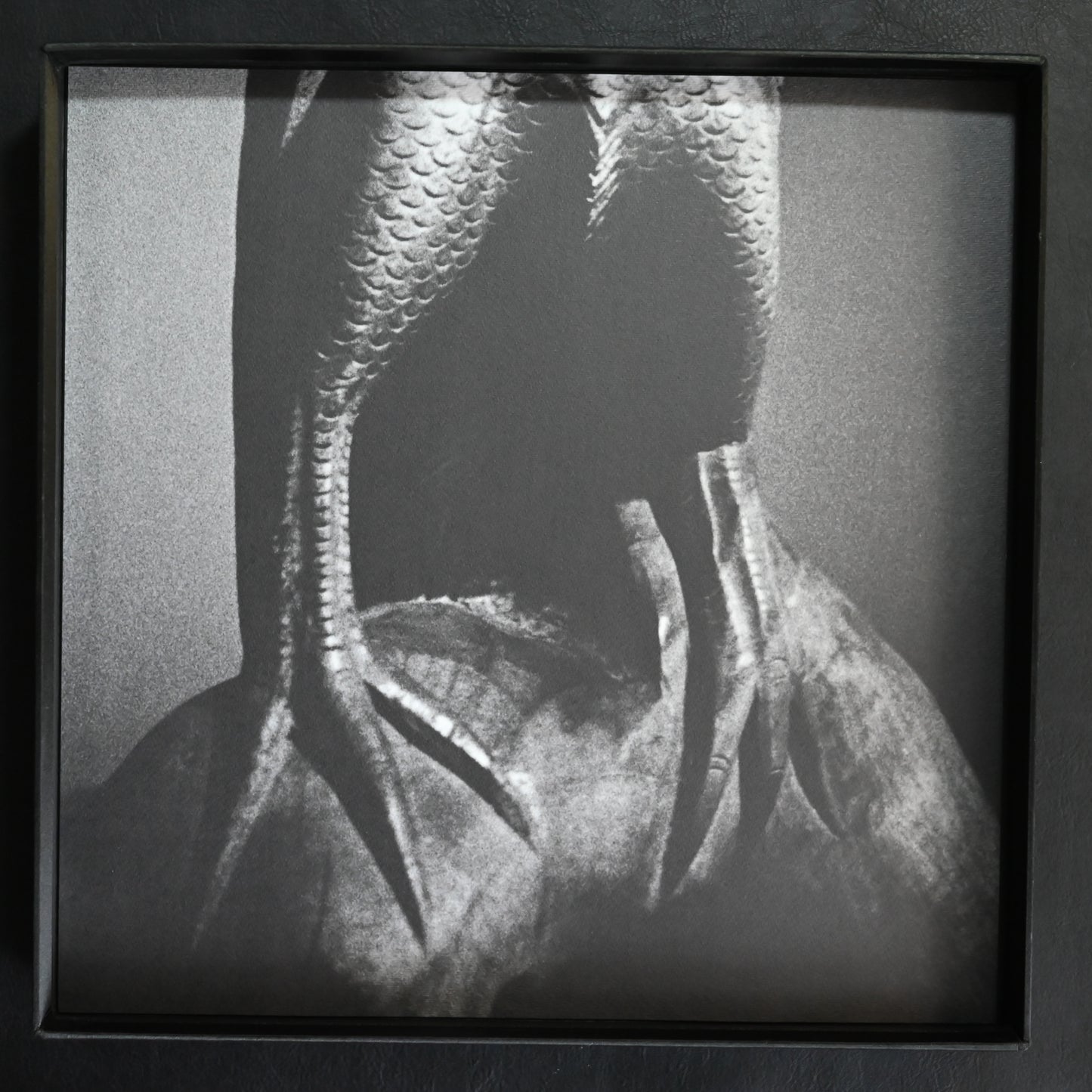 Moriyama Zoo No.1: Tribute to Daido Moriyama