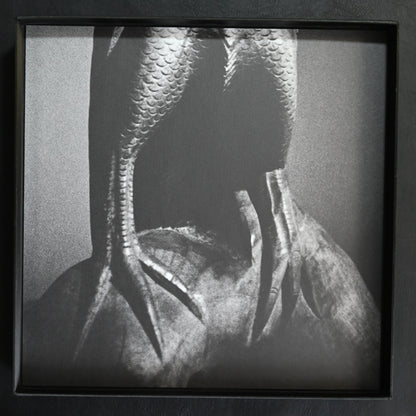 Moriyama Zoo No.1: Tribute to Daido Moriyama