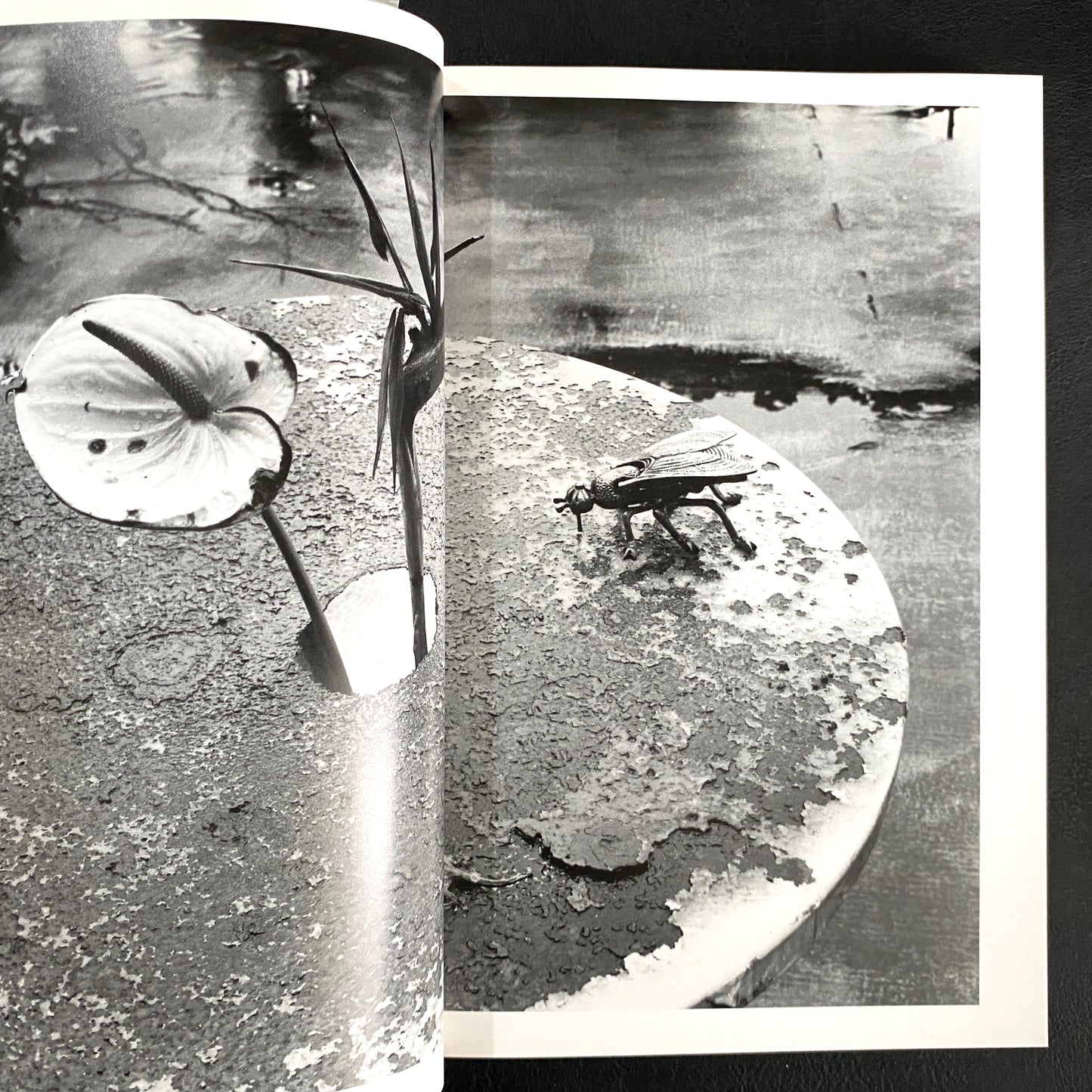 In Ruins The work of Nobuyoshi Araki 11