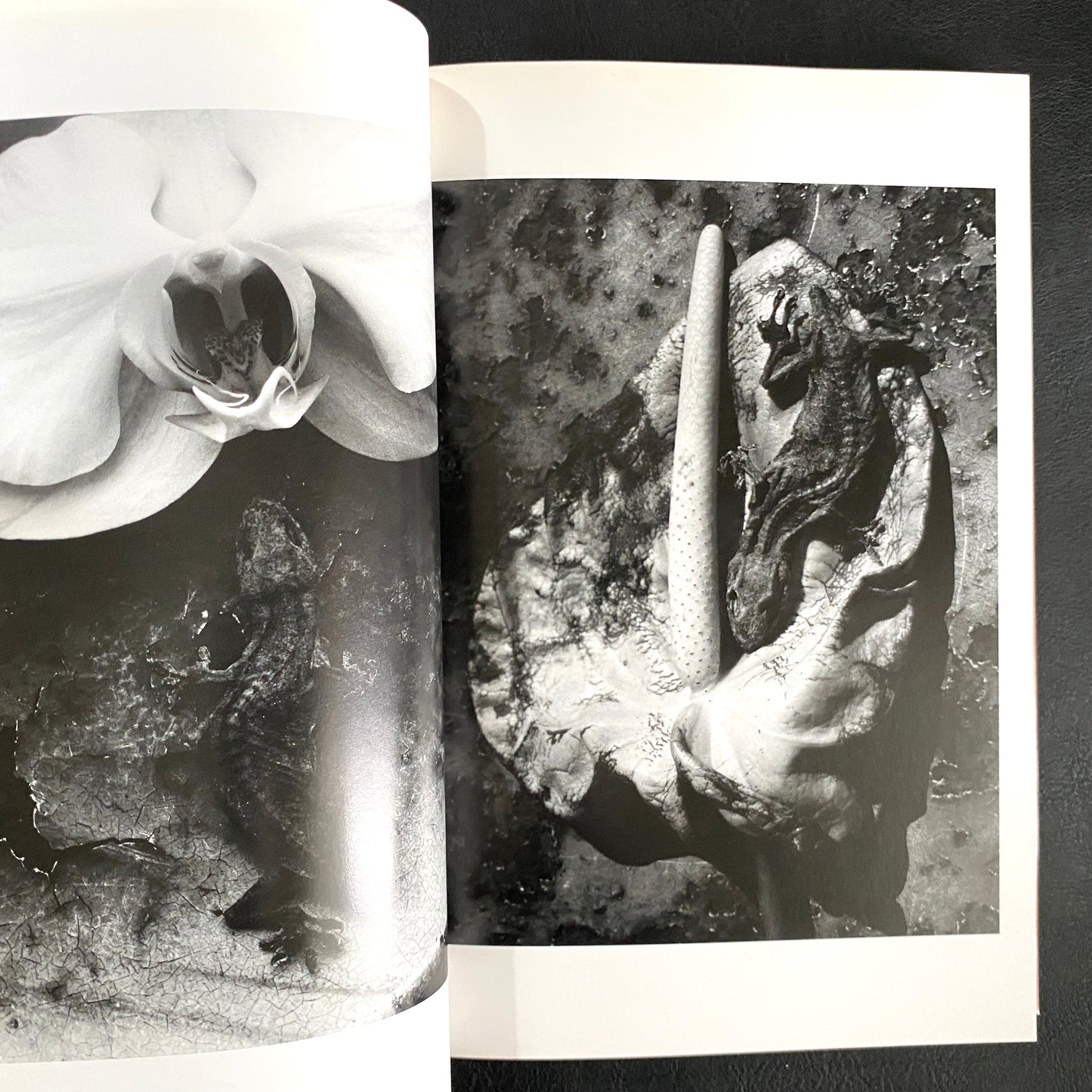 In Ruins The work of Nobuyoshi Araki 11