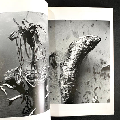 In Ruins The work of Nobuyoshi Araki 11