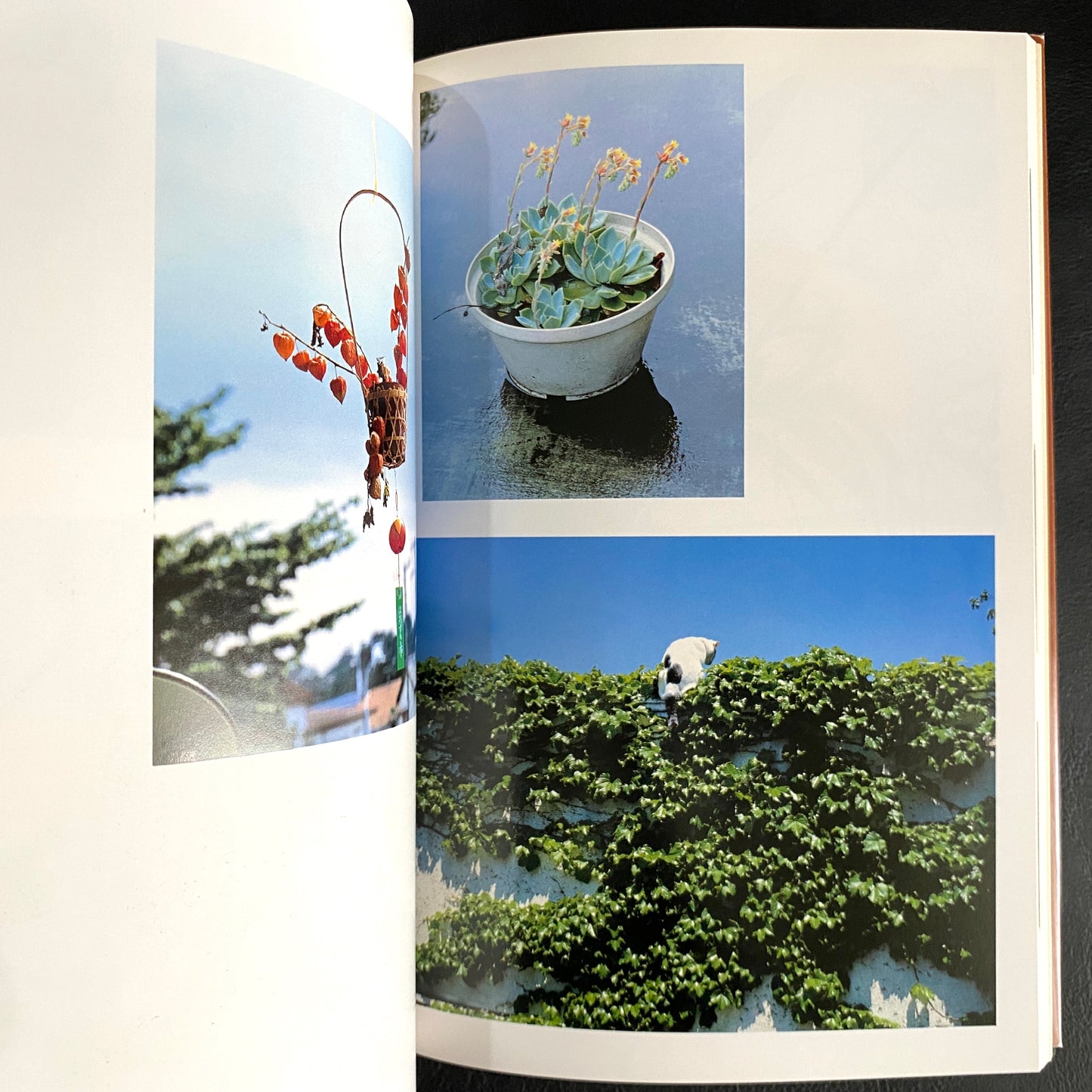 In Ruins The work of Nobuyoshi Araki 11