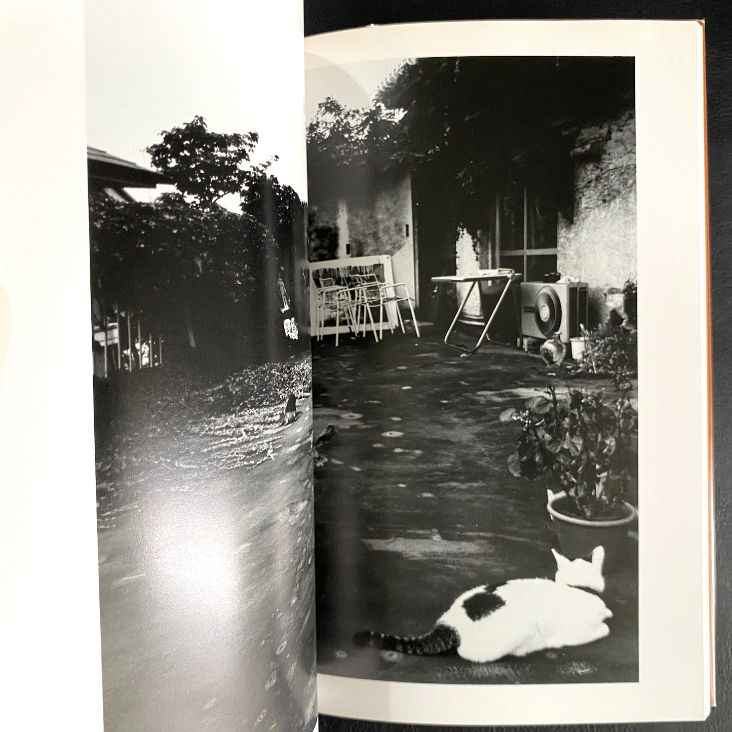 In Ruins The work of Nobuyoshi Araki 11