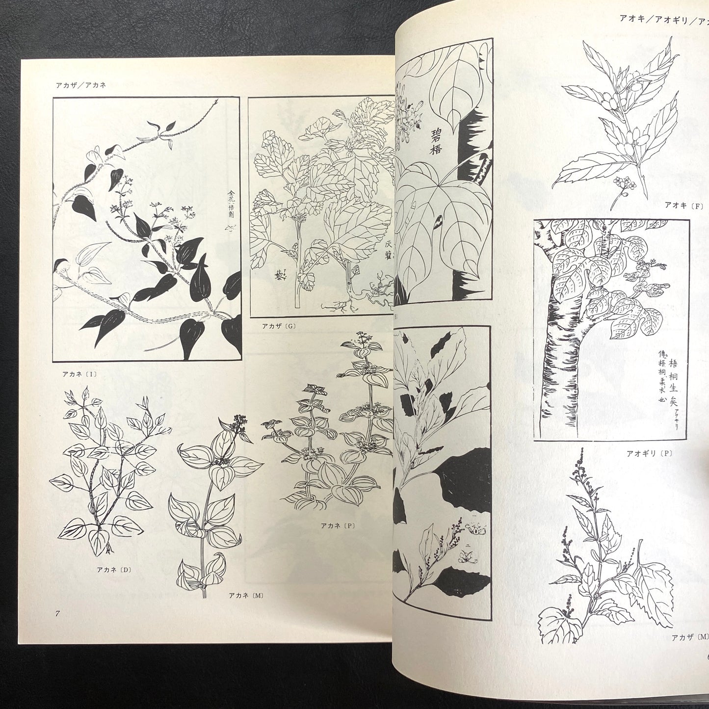 Floral illustrations for design