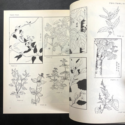 Floral illustrations for design