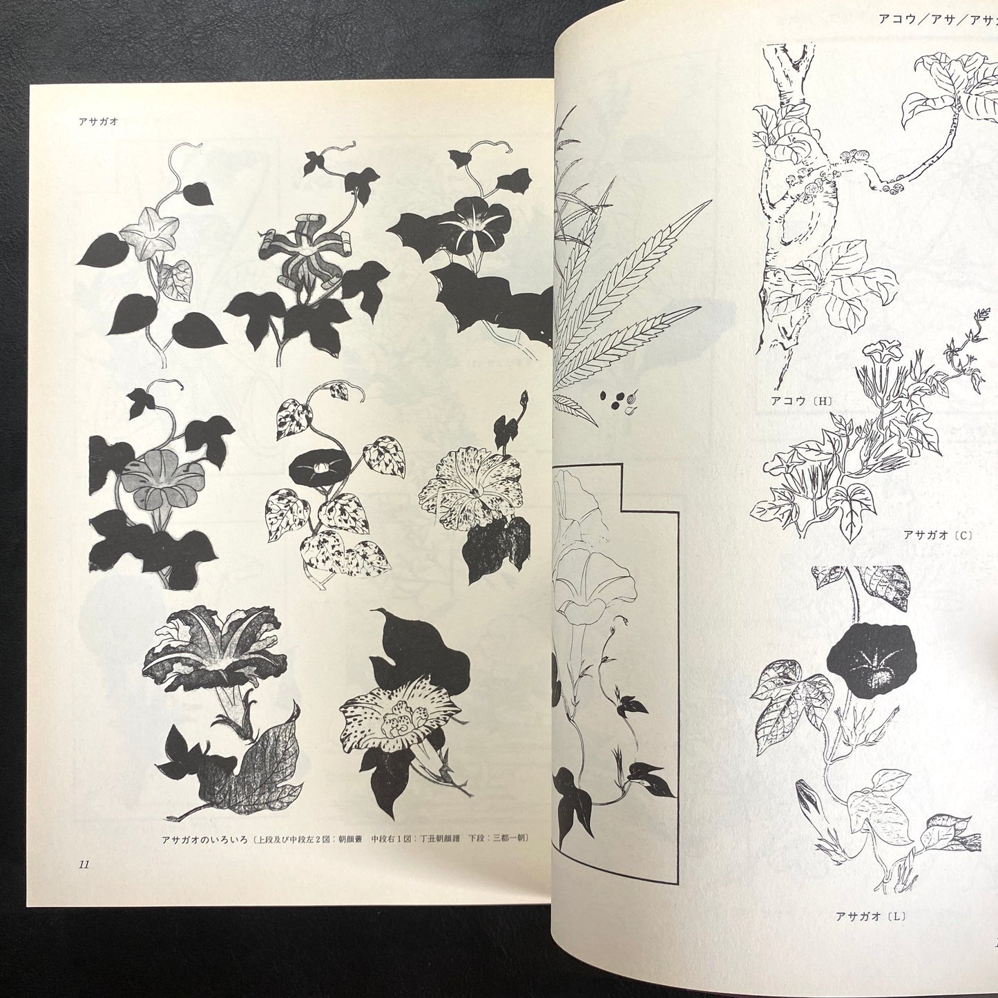 Floral illustrations for design