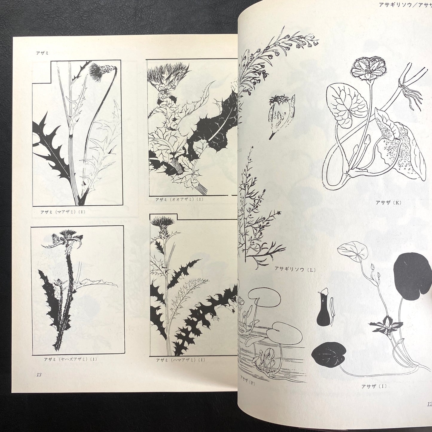 Floral illustrations for design