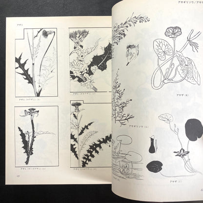 Floral illustrations for design