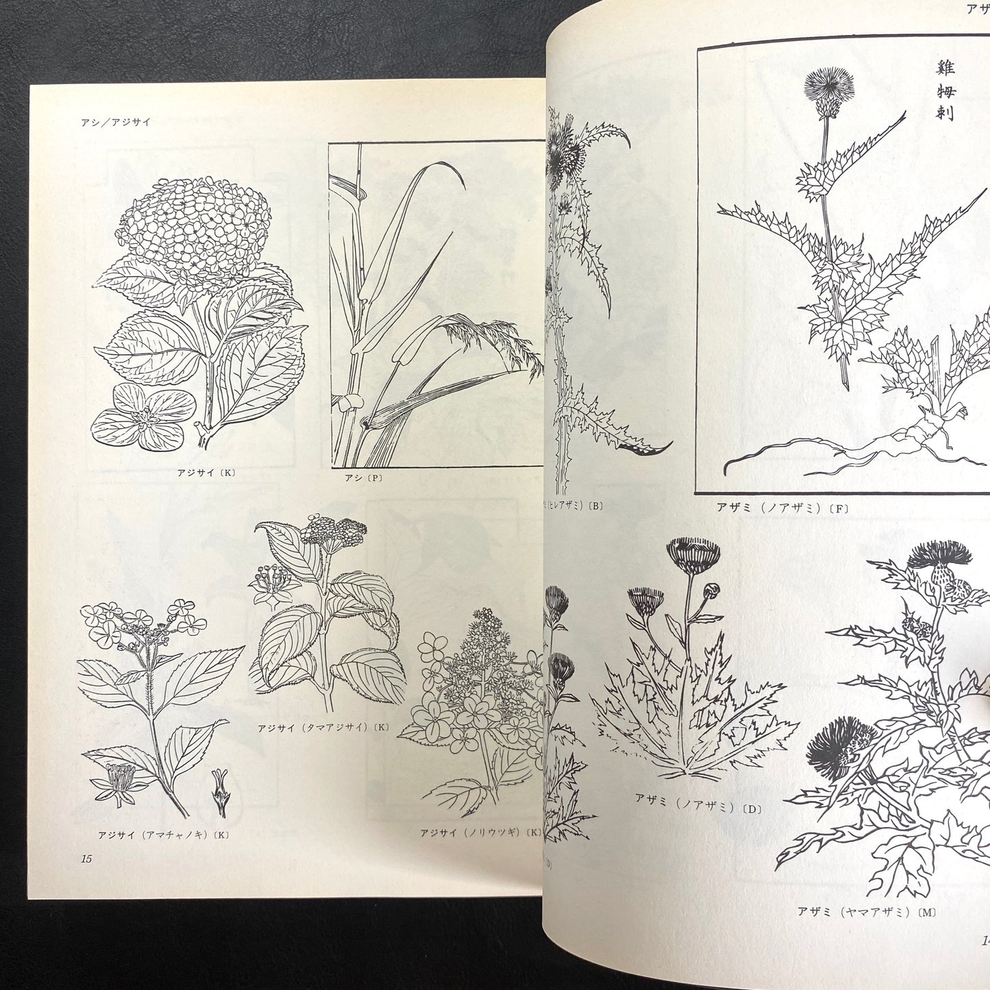 Floral illustrations for design