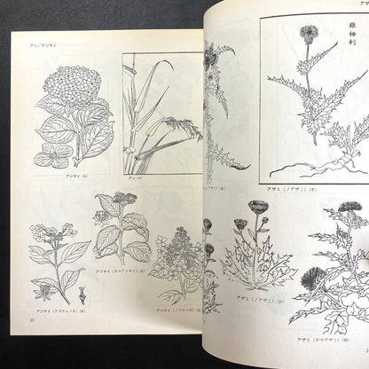 Floral illustrations for design