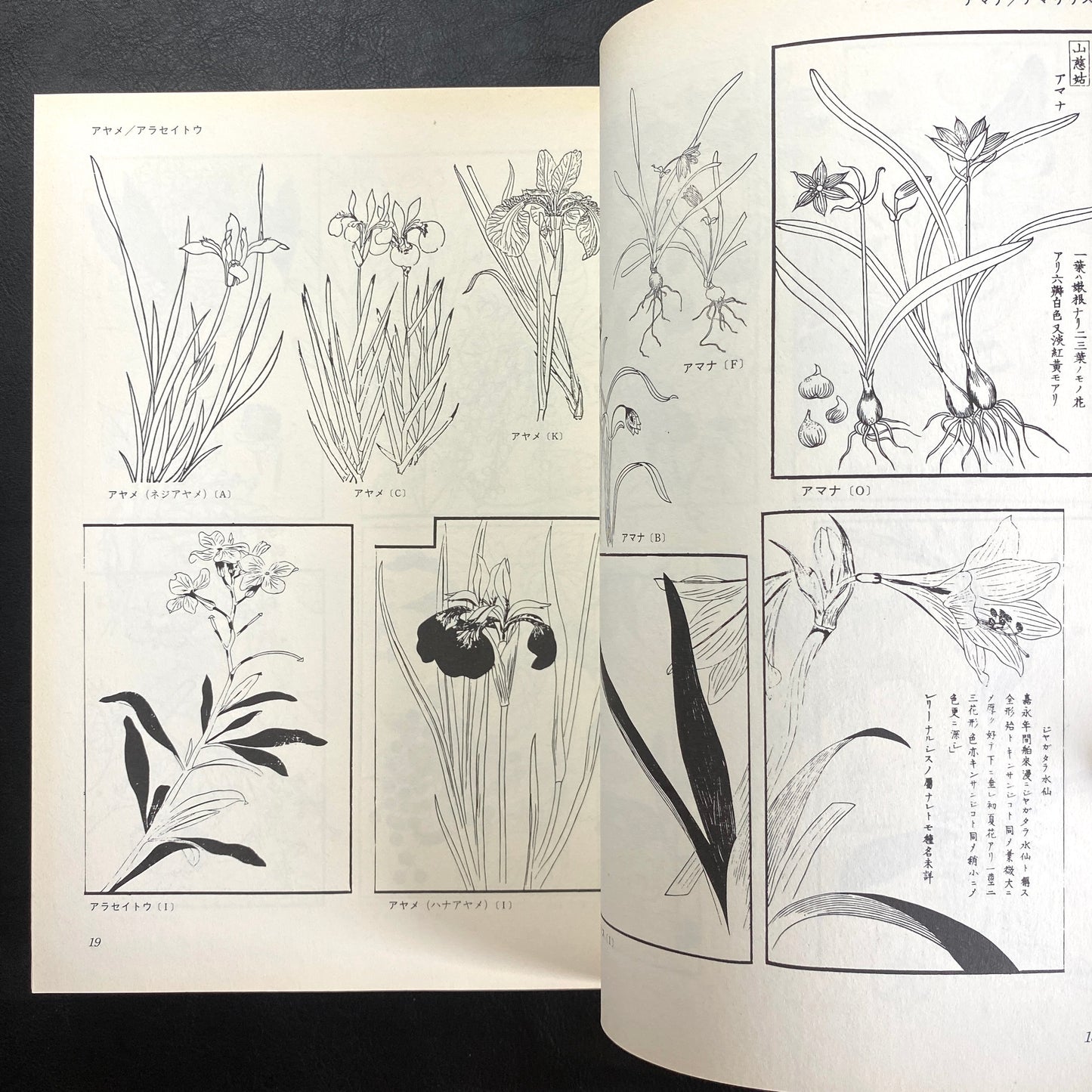 Floral illustrations for design