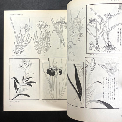 Floral illustrations for design