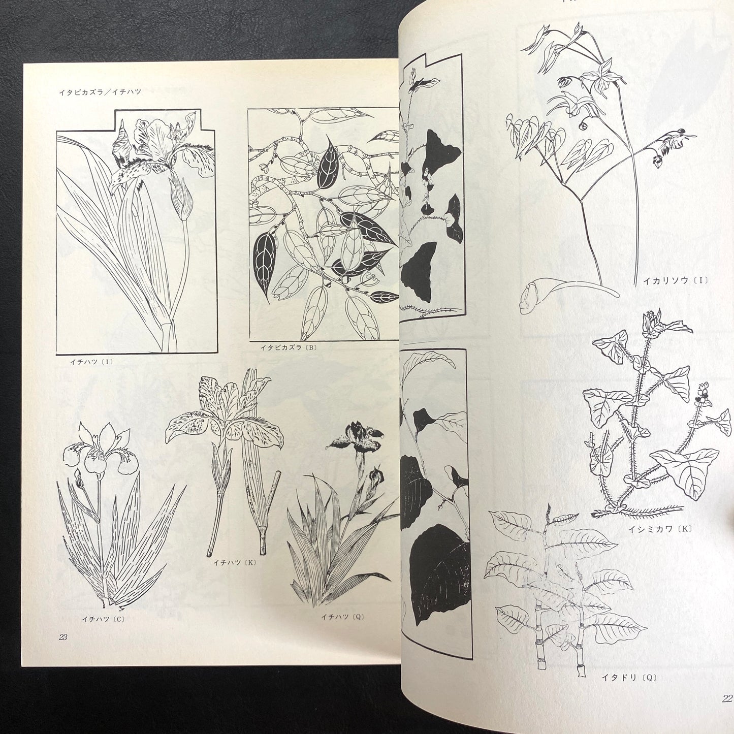 Floral illustrations for design