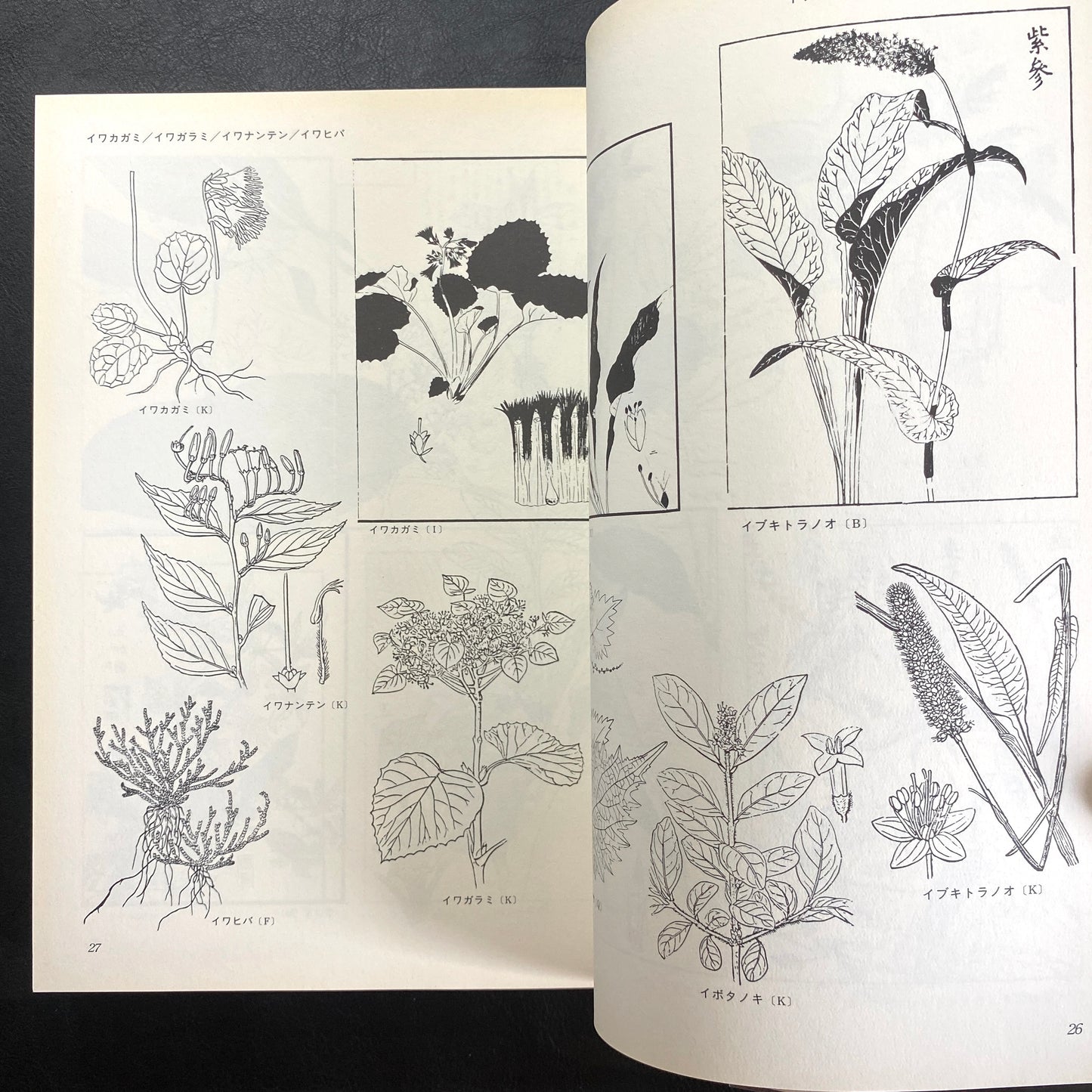 Floral illustrations for design