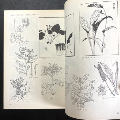 Floral illustrations for design