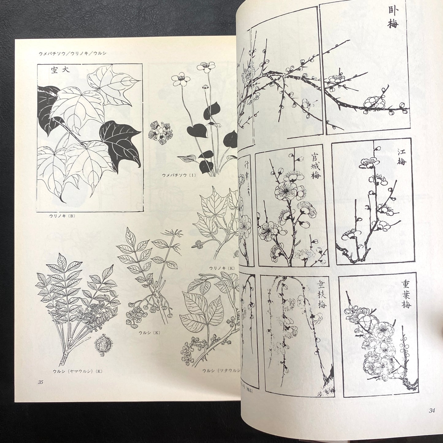 Floral illustrations for design