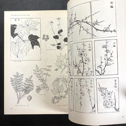 Floral illustrations for design