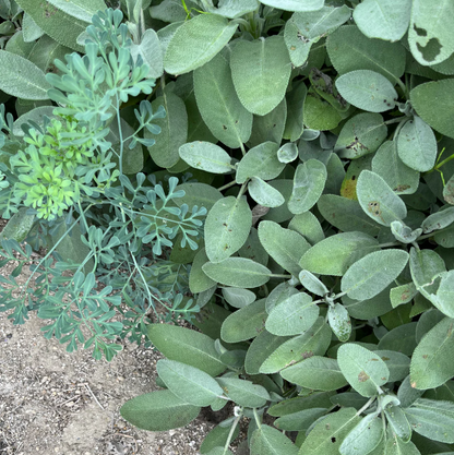 TOKYO KODO - Sage Incense