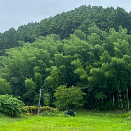 TOKYO KODO - Sage Incense