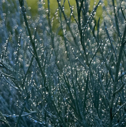 TOKYO KODO - Seasonal Series - Morning Dew Incense